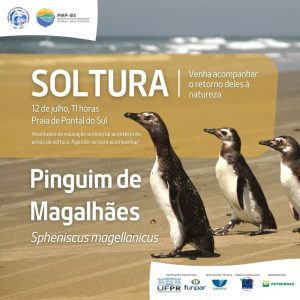 soltura-pinguins